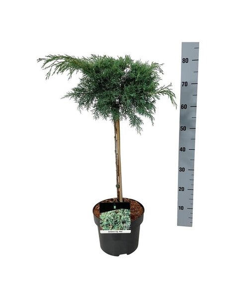 Juniperus
