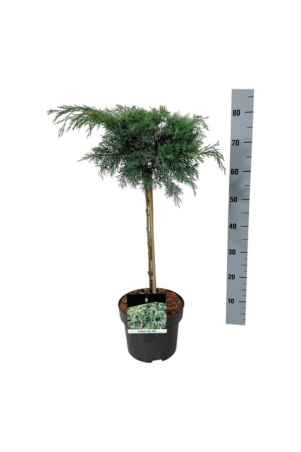 Cipres Juniperus Hetz