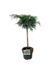 Cipres Juniperus Hetz
