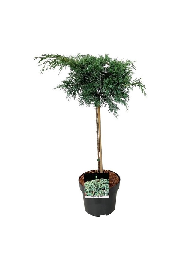 Cyprès Juniperus Hetz