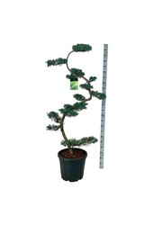 Cipres Juniperus Grey Owl