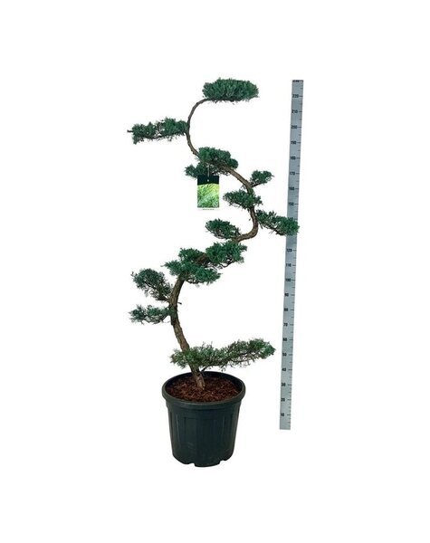 Juniperus