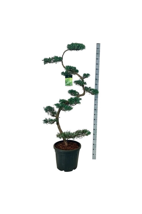 Cipres Juniperus Grey Owl