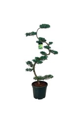 Cipres Juniperus Grey Owl