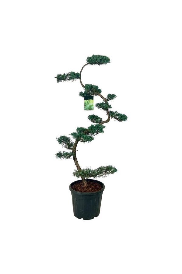 Cipres Juniperus Grey Owl
