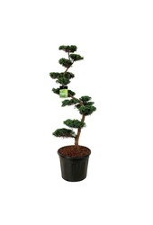 Cipres Juniperus Grey Owl