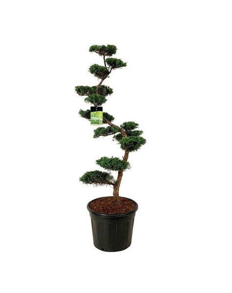 Juniperus