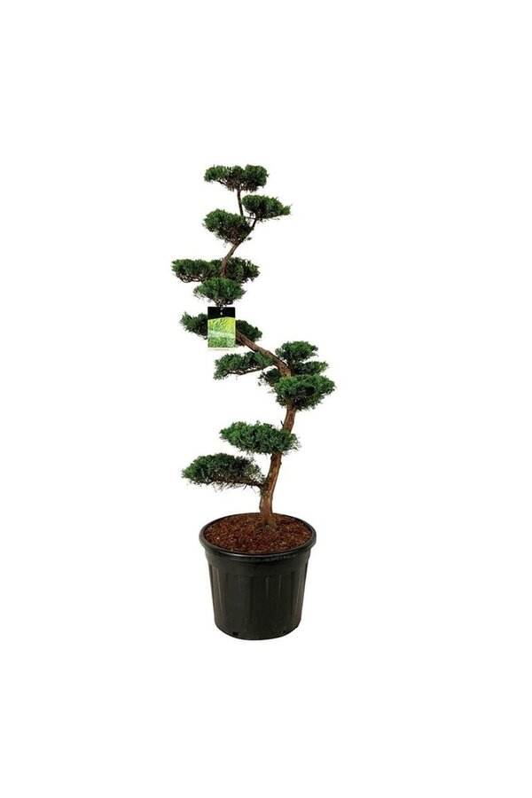 Cipres Juniperus Grey Owl