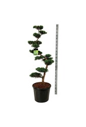 Cipres Juniperus Grey Owl