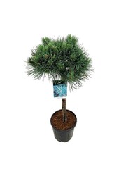 Denneboom Pinus Watereri
