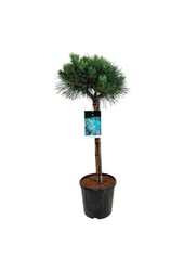 Denneboom Pinus Watereri