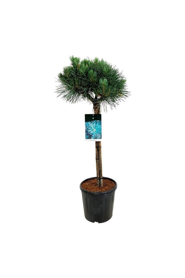 Denneboom Pinus Watereri
