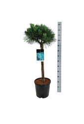 Denneboom Pinus Watereri