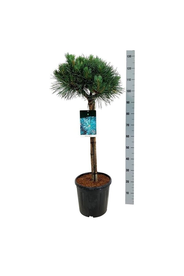 Denneboom Pinus Watereri