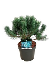 Denneboom Pinus Watereri
