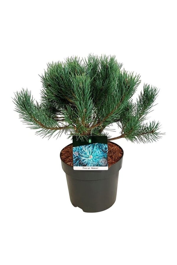 Denneboom Pinus Watereri