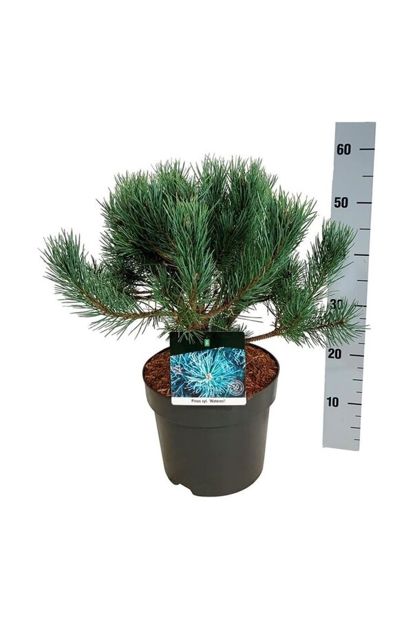Denneboom Pinus Watereri
