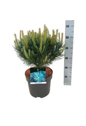 Pin Pinus Watereri
