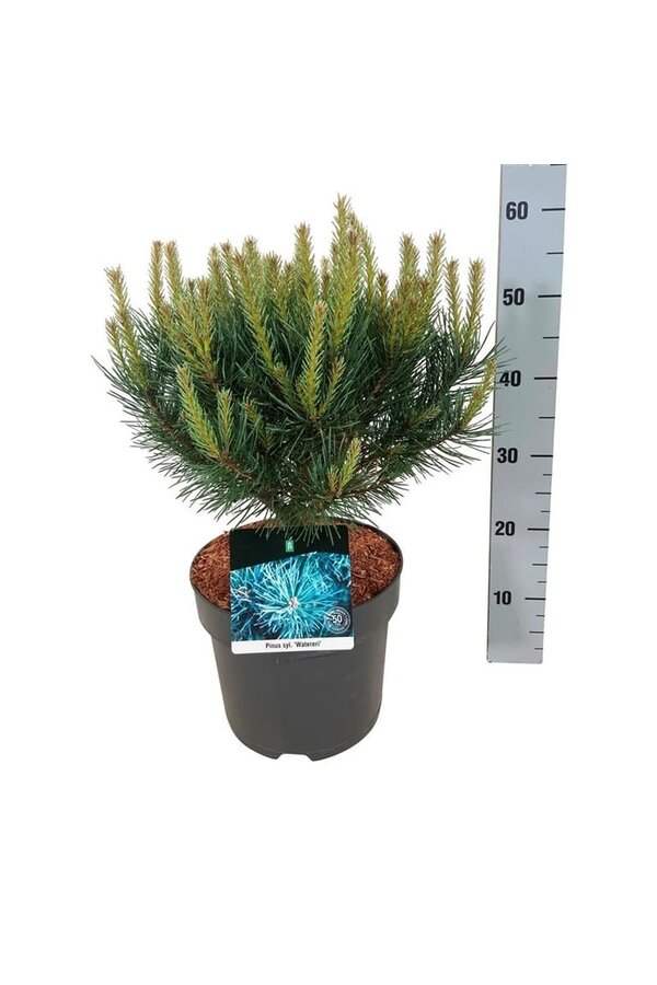 Denneboom Pinus Watereri