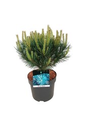 Denneboom Pinus Watereri