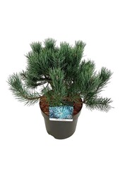 Denneboom Pinus Watereri