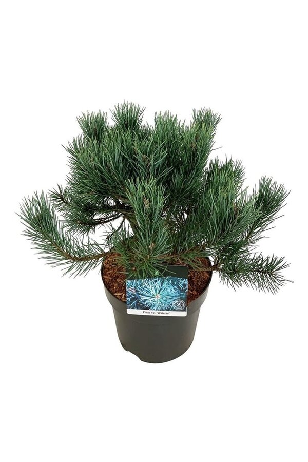 Denneboom Pinus Watereri