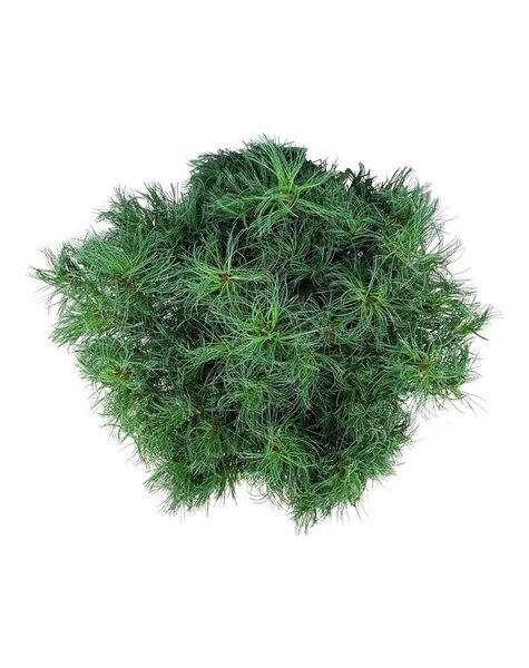 Pinus