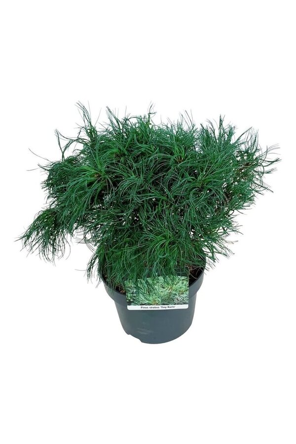 Denneboom Pinus strobus Tiny Kurls