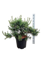 Denneboom Pinus Repens