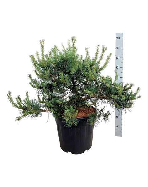 Pinus