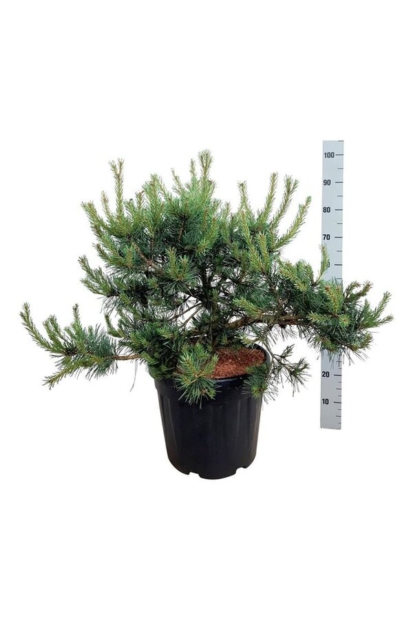 Denneboom Pinus Repens