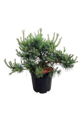 Denneboom Pinus Repens