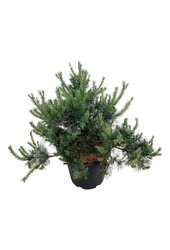 Denneboom Pinus Repens