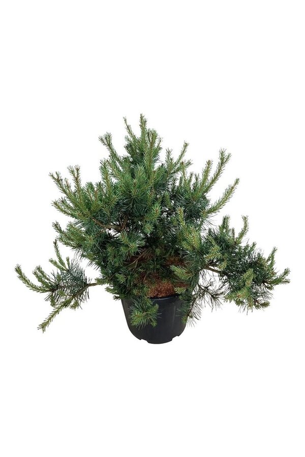 Denneboom Pinus Repens