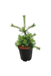 Denneboom Pinus strobus Niagara Falls