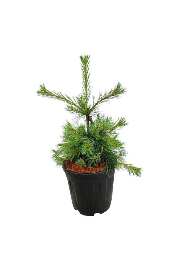 Denneboom Pinus strobus Niagara Falls