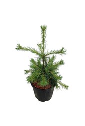Denneboom Pinus strobus Niagara Falls