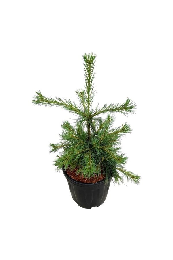 Denneboom Pinus strobus Niagara Falls