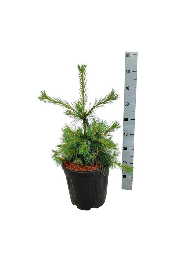 Denneboom Pinus strobus Niagara Falls