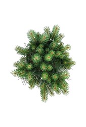 Denneboom Pinus Blue Pearl ®