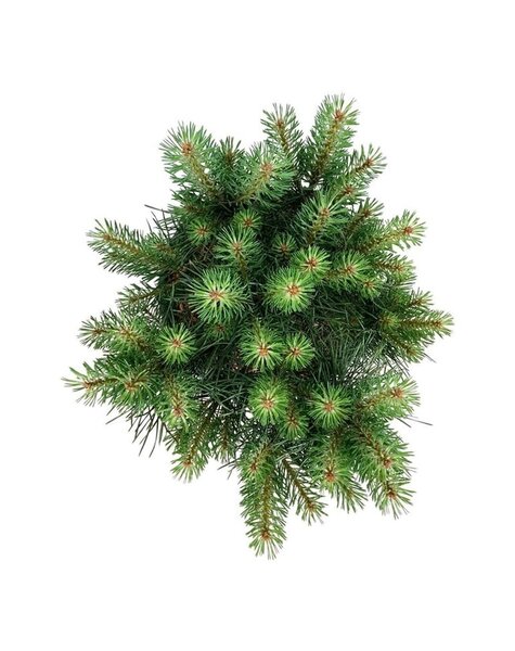 Pinus