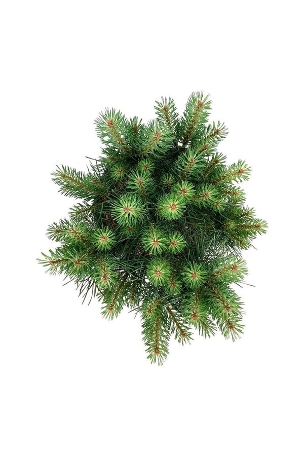 Denneboom Pinus Blue Pearl ®
