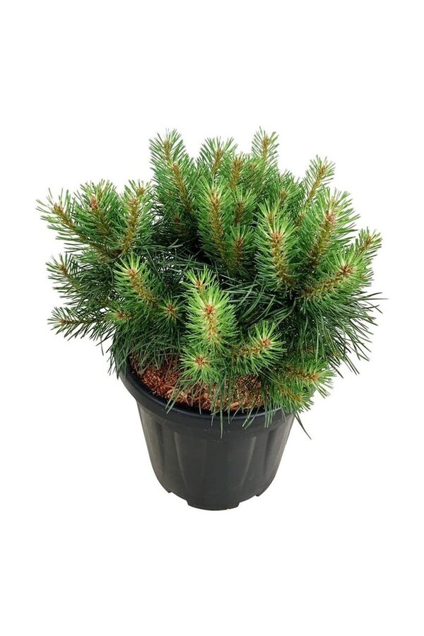 Denneboom Pinus Blue Pearl ®