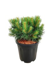 Denneboom Pinus Blue Pearl ®