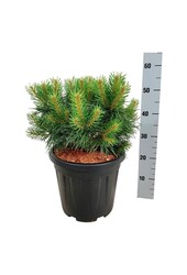 Denneboom Pinus Blue Pearl ®