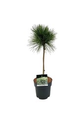 Denneboom Pinus resinosa Pillnitz
