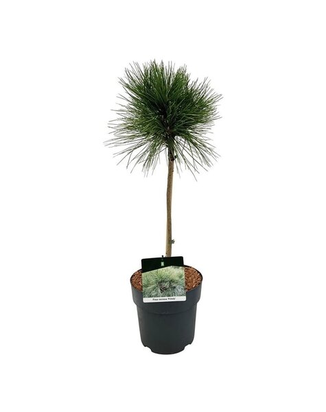 Pinus