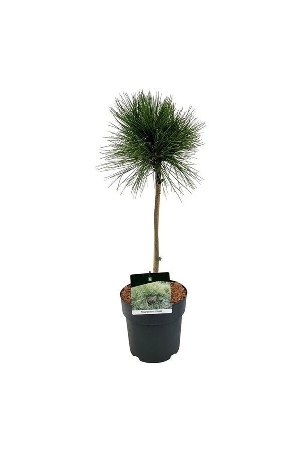 Denneboom Pinus resinosa Pillnitz