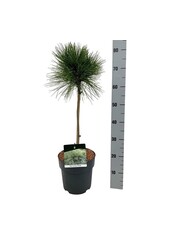 Denneboom Pinus resinosa Pillnitz