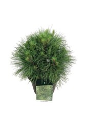 Denneboom Pinus nigra Spielberg
